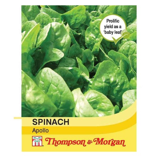 Spinach 'Apollo'