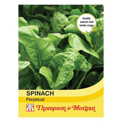 Spinach 'Perpetual' (Spinach Beet)