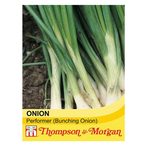 Onion 'Performer' (Bunching Onion)