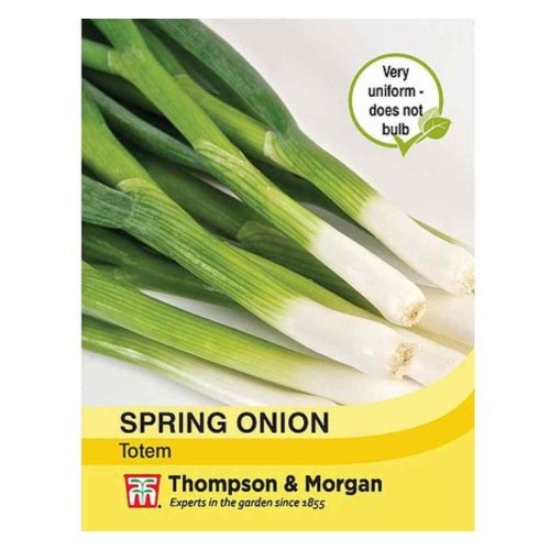 Spring Onion 'Totem'