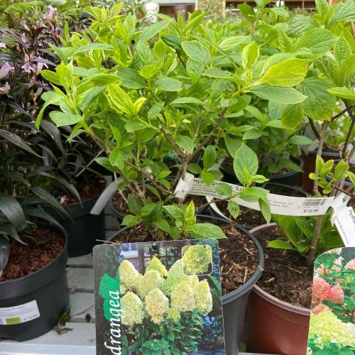 Hydrangea Paniculata 'Limelight' 