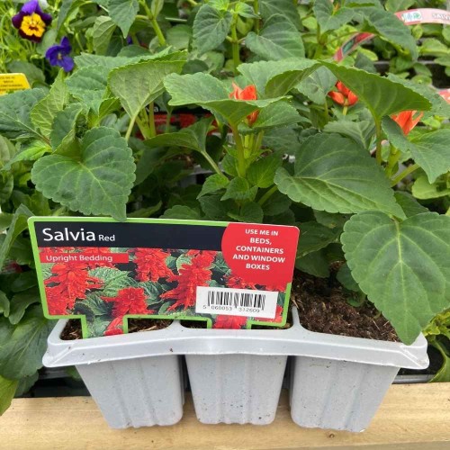 Salvia Red 6 Pack