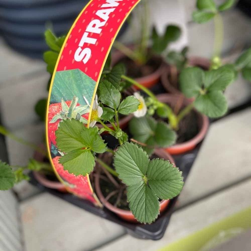 Strawberry Plant 6 Pack