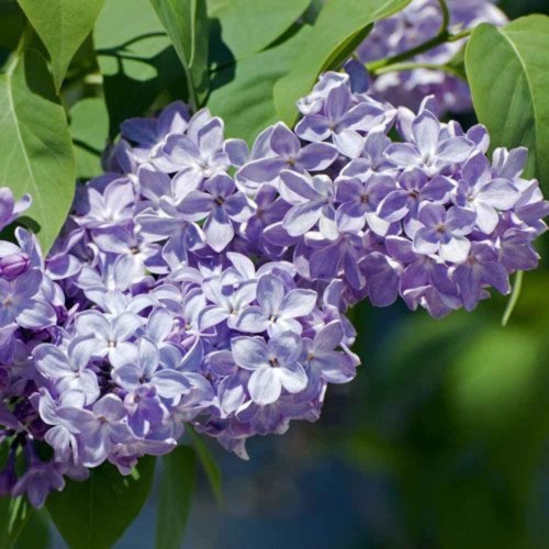 Syringa 'Lilac Tree'