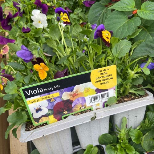 Viola Rocky Mixed 6 Pack
