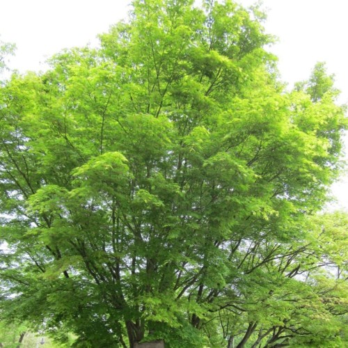 Acer palmatum - Japanese Maple Bare Root 1.5-1.75m