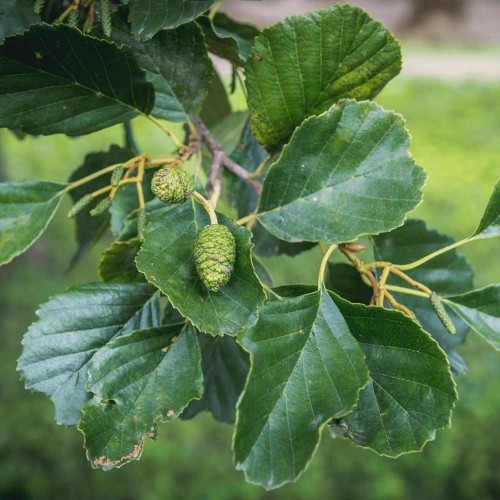 Alnus glutinosa - Irish Alder Bare Root 1.75-2m
