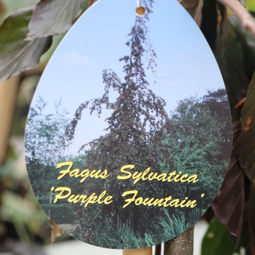 Fagus Sylvatica ' Purple Fountain'