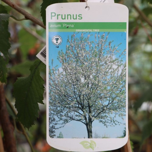 Prunus Avium 'Plena'