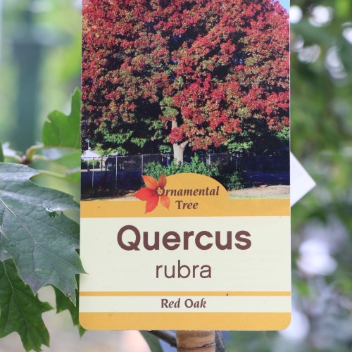 Quercus Rubra 'Red Oak'