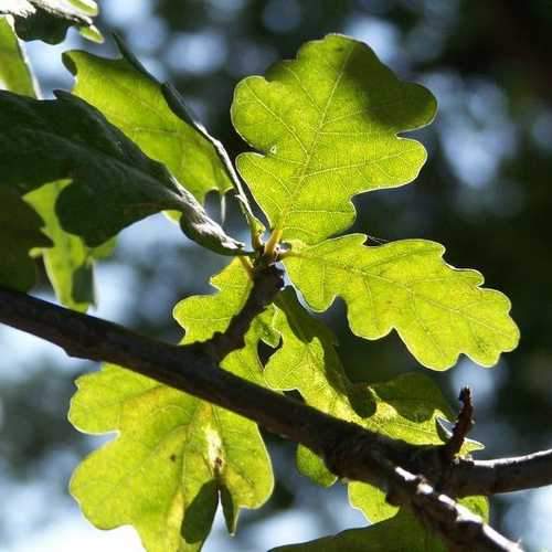 Quercus Robur - Common Oak Bare Root 80-100cm