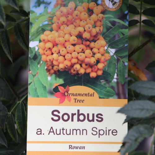 Sorbus Autumn Spire 