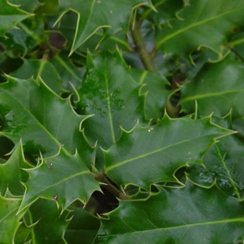 Ilex aquifolium - Holly Bare Root 80-100cm