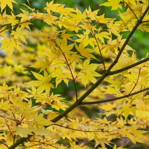 Acer palmatum 'Senkaki' Bare Root 1.75-2m