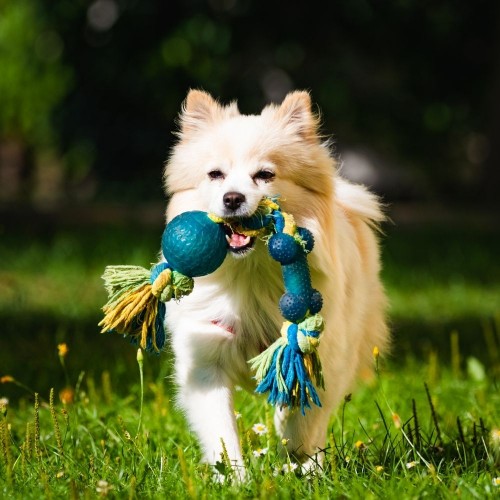 Dog Toys & Training 